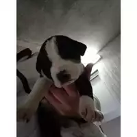Foto dell\'animale COMUNE DI SALERNO - 380260044806542