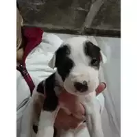 Foto dell\'animale COMUNE DI SALERNO - 380260044806937