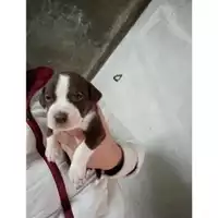 Foto dell\'animale COMUNE DI SALERNO - 380260044806459
