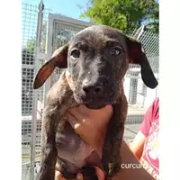 Foto dell\'animale COMUNE DI SALERNO - 380260044807149