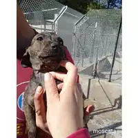 Foto dell\'animale COMUNE DI SALERNO - 380260044806473