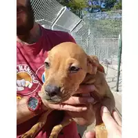 Foto dell\'animale COMUNE DI SALERNO - 380260044806945