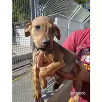 Foto dell\'animale COMUNE DI SALERNO - 380260044807055