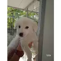 Foto dell\'animale COMUNE DI SALERNO - 380260044806306