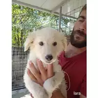 Foto dell\'animale COMUNE DI SALERNO - 380260044806303
