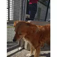 Foto dell\'animale COMUNE DI SALERNO - 380260044807043