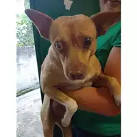 Foto dell\'animale COMUNE DI SALERNO - 380260004056822