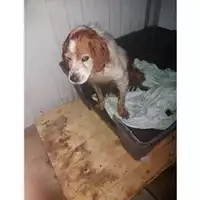 Foto dell\'animale COMUNE DI SALERNO - 380260044806844