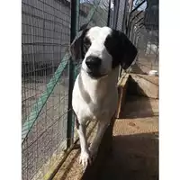 Foto dell\'animale COMUNE DI SALERNO - 380260042455859