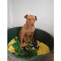 Foto dell\'animale COMUNE DI SALERNO - 380260044671715