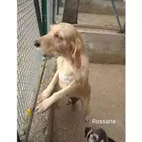 Foto dell\'animale COMUNE DI SALERNO - 380260044671506