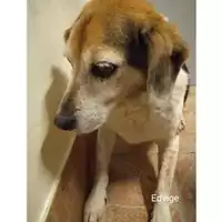 Foto dell\'animale COMUNE DI SALERNO - 380260044671566