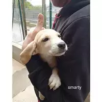 Foto dell\'animale COMUNE DI SALERNO - 380260044671630