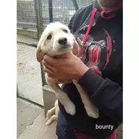Foto dell\'animale COMUNE DI SALERNO - 380260044672072