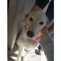 Foto dell\'animale COMUNE DI SALERNO - 380260044806522