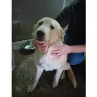 Foto dell\'animale COMUNE DI SALERNO - 380260044806472