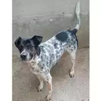 Foto dell\'animale COMUNE DI SALERNO - 380260042966635