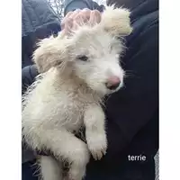 Foto dell\'animale COMUNE DI SALERNO - 380260044806699