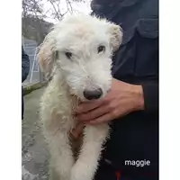 Foto dell\'animale COMUNE DI SALERNO - 380260044806987