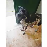 Foto dell\'animale COMUNE DI SALERNO - 380260044671300