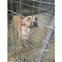 Foto dell\'animale COMUNE DI SALERNO - 380260044671810