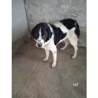 Foto dell\'animale COMUNE DI SALERNO - 380260044671728