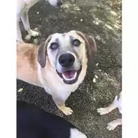 Foto dell\'animale COMUNE DI SALERNO - 380260042332323