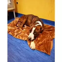 Foto dell\'animale COMUNE DI SALERNO - 380260044806275