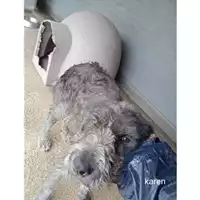 Foto dell\'animale COMUNE DI SALERNO - 380260044671872