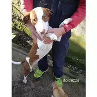 Foto dell\'animale COMUNE DI SALERNO - 380260044672135