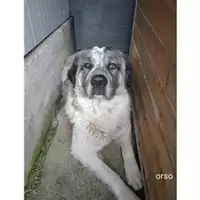 Foto dell\'animale COMUNE DI SALERNO - 380260044806822