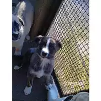 Foto dell\'animale COMUNE DI SALERNO - 380260044806628