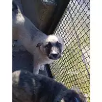 Foto dell\'animale COMUNE DI SALERNO - 380260044806643
