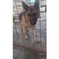 Foto dell\'animale COMUNE DI SALERNO - 380260044806471
