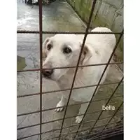 Foto dell\'animale COMUNE DI SALERNO - 380260044670310