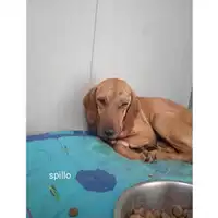 Foto dell\'animale COMUNE DI SALERNO - 380260044672100