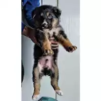 Foto dell\'animale COMUNE DI SALERNO - 380260044666857