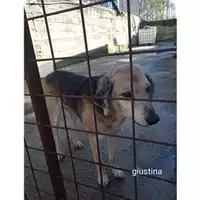 Foto dell\'animale COMUNE DI SALERNO - 380260044671645