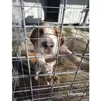 Foto dell\'animale COMUNE DI SALERNO - 380260044671991