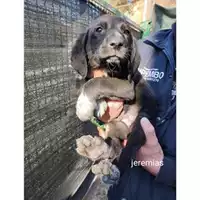 Foto dell\'animale COMUNE DI SALERNO - 380260044559585