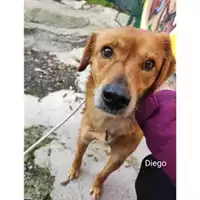 Foto dell\'animale COMUNE DI SALERNO - 380260044672036