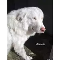 Foto dell\'animale COMUNE SAN MANGO PIEMONTE - 380260044558108