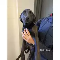 Foto dell\'animale COMUNE DI SALERNO - 380260044807100