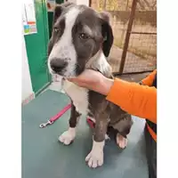 Foto dell\'animale COMUNE DI SALERNO - 380260044557245
