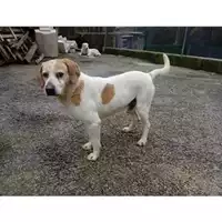 Foto dell\'animale COMUNE DI SALERNO - 380260042387418