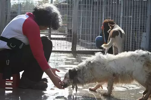 Content RIEDUCAZIONE CANI DI CANILE