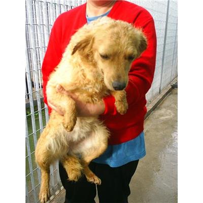 COMUNE DI NAPOLI - CANE - Microchip 941000001706652