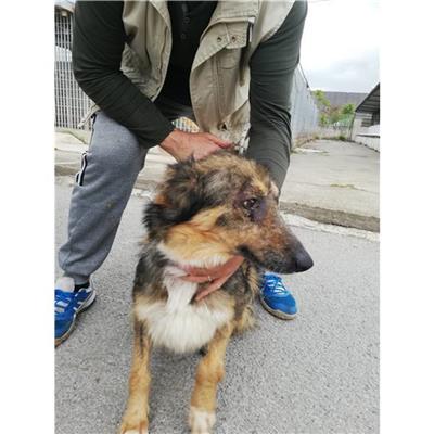 COMUNE DI TERZIGNO - CANE - Microchip 380260044902907