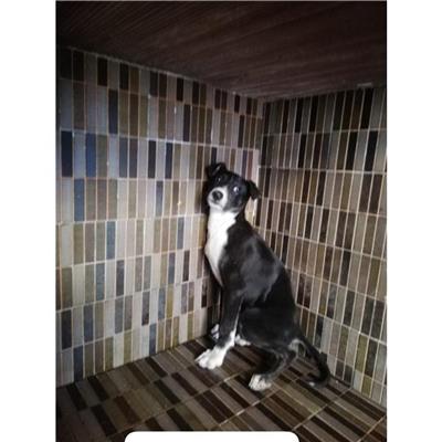 COMUNE DI AGEROLA - CANE - Microchip 380260044783292