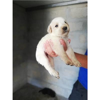 COMUNE DI SAN GIUSEPPE VESUVIANO - CANE - Microchip 380260044905430